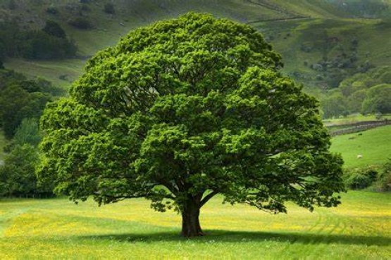 oak 2